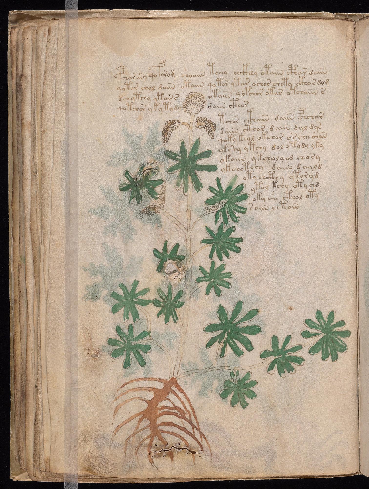 Voynich Manuscript folio f36v — Beinecke MS 408